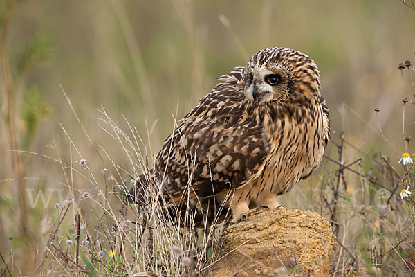 Sumpfohreule (Asio flammeus)