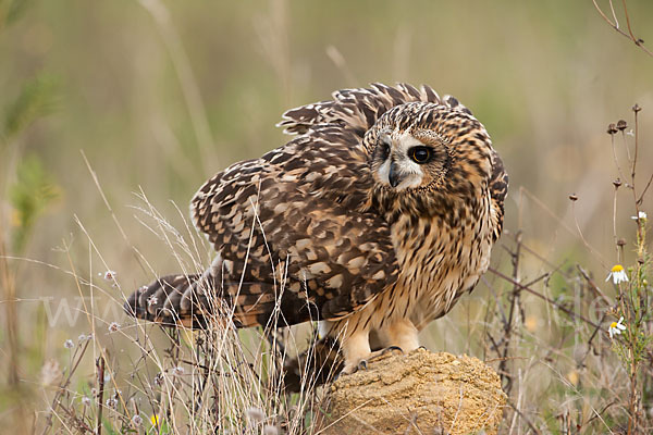 Sumpfohreule (Asio flammeus)