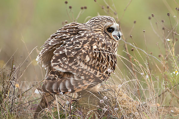 Sumpfohreule (Asio flammeus)