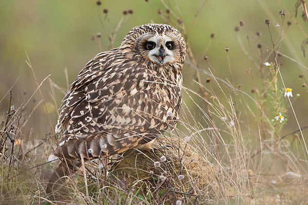 Sumpfohreule (Asio flammeus)