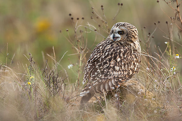 Sumpfohreule (Asio flammeus)