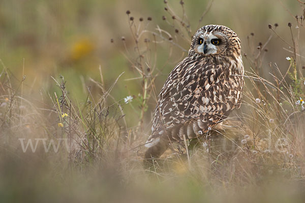 Sumpfohreule (Asio flammeus)