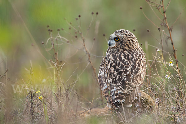 Sumpfohreule (Asio flammeus)