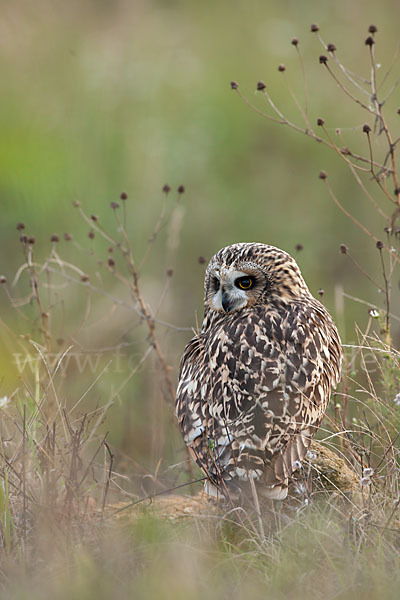 Sumpfohreule (Asio flammeus)