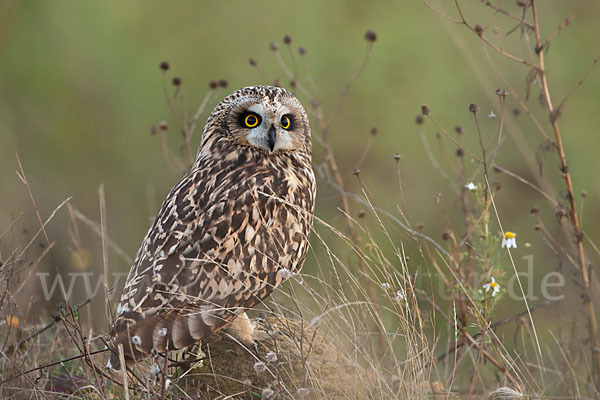 Sumpfohreule (Asio flammeus)