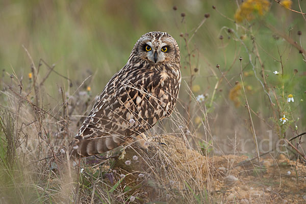 Sumpfohreule (Asio flammeus)