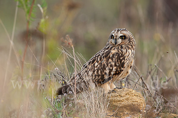 Sumpfohreule (Asio flammeus)