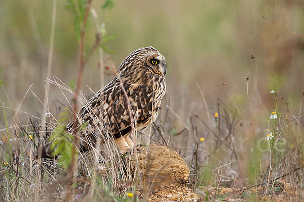 Sumpfohreule (Asio flammeus)