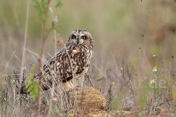 Sumpfohreule (Asio flammeus)