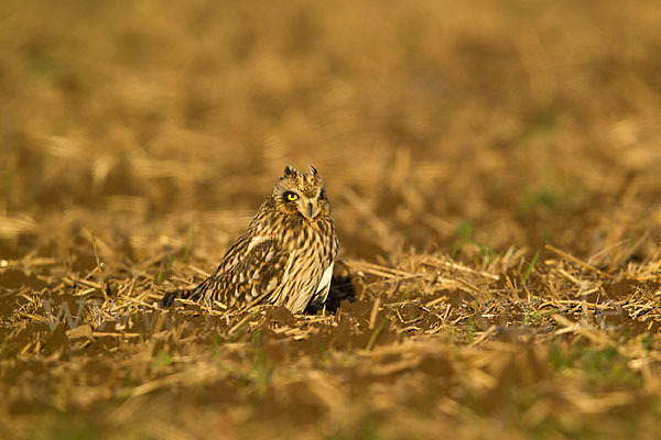 Sumpfohreule (Asio flammeus)