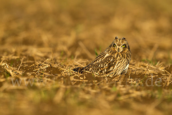 Sumpfohreule (Asio flammeus)