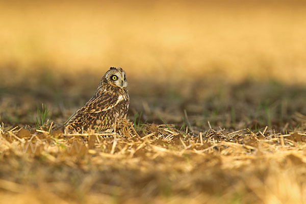 Sumpfohreule (Asio flammeus)