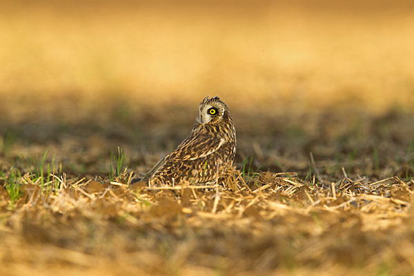 Sumpfohreule (Asio flammeus)