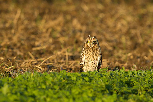 Sumpfohreule (Asio flammeus)