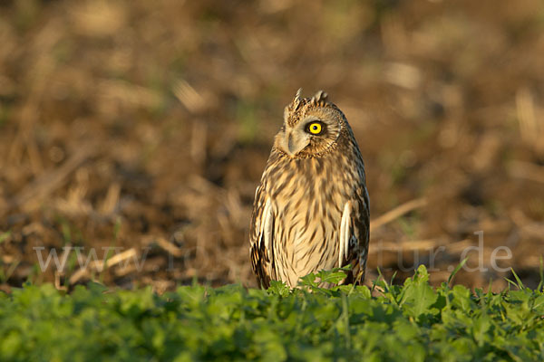 Sumpfohreule (Asio flammeus)