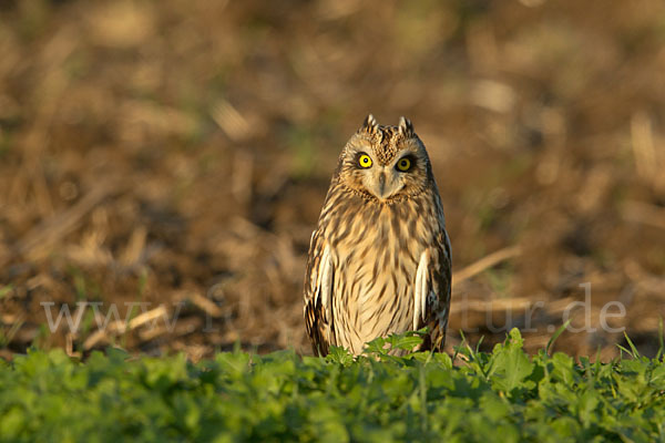 Sumpfohreule (Asio flammeus)