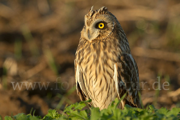 Sumpfohreule (Asio flammeus)