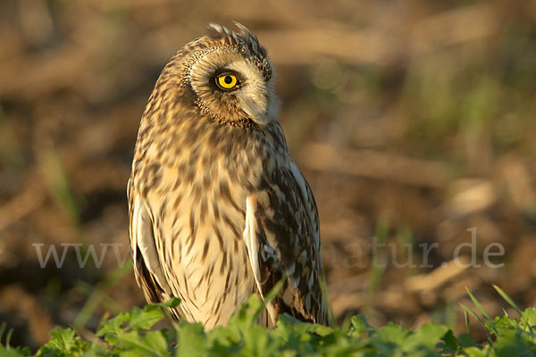 Sumpfohreule (Asio flammeus)