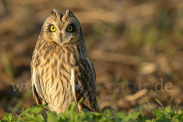 Sumpfohreule (Asio flammeus)