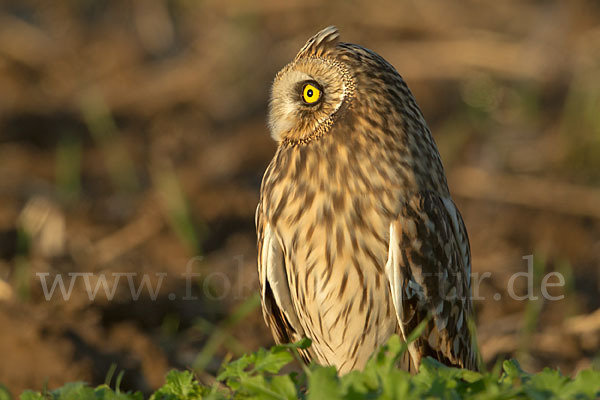 Sumpfohreule (Asio flammeus)