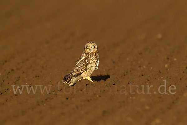 Sumpfohreule (Asio flammeus)