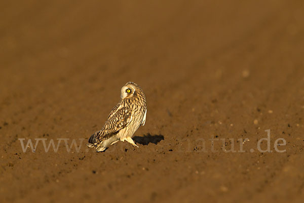 Sumpfohreule (Asio flammeus)