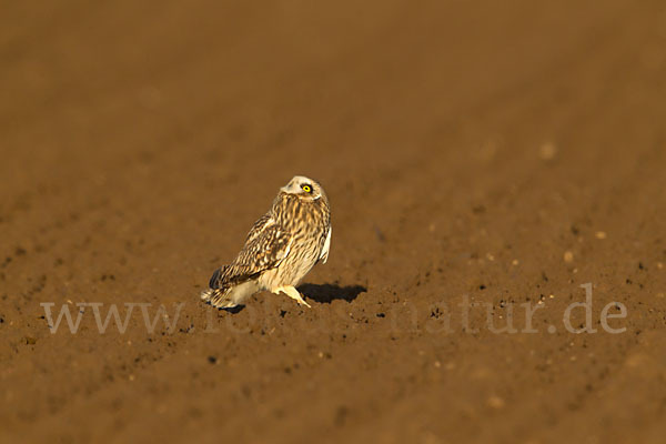 Sumpfohreule (Asio flammeus)