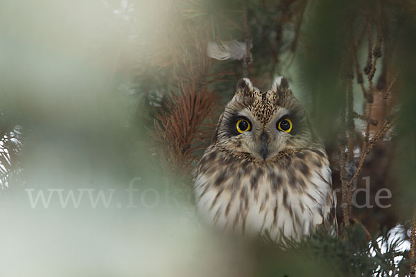 Sumpfohreule (Asio flammeus)
