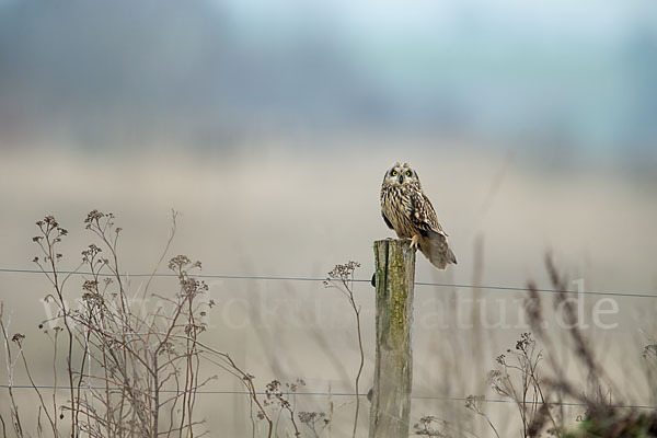 Sumpfohreule (Asio flammeus)