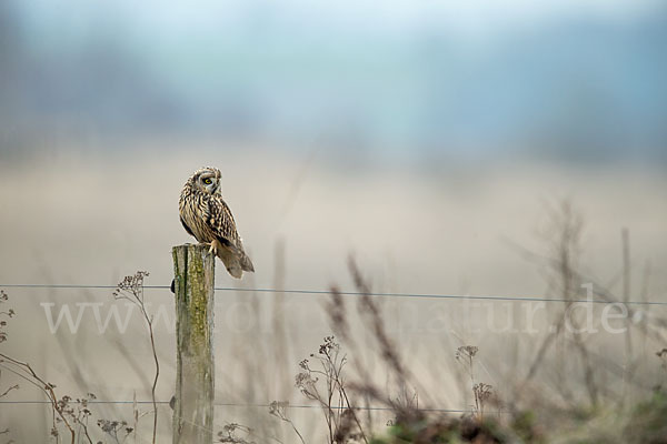 Sumpfohreule (Asio flammeus)