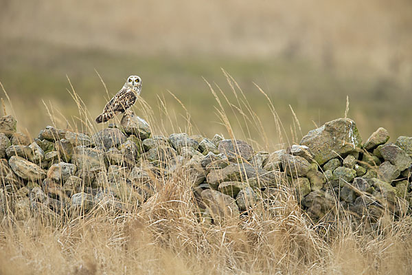 Sumpfohreule (Asio flammeus)