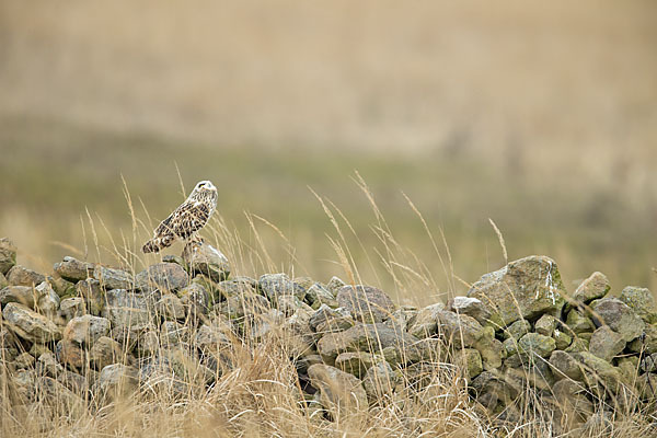 Sumpfohreule (Asio flammeus)