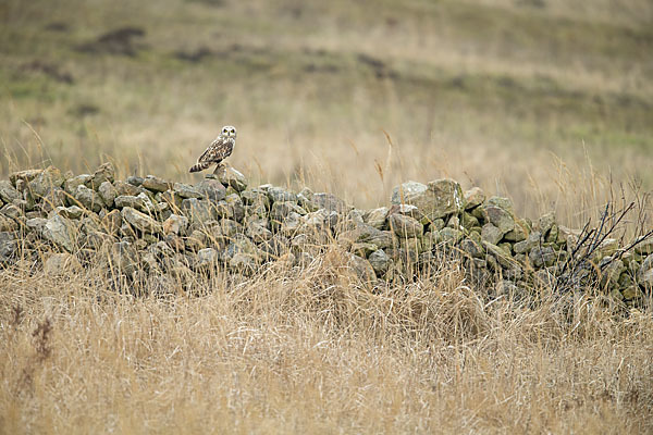 Sumpfohreule (Asio flammeus)