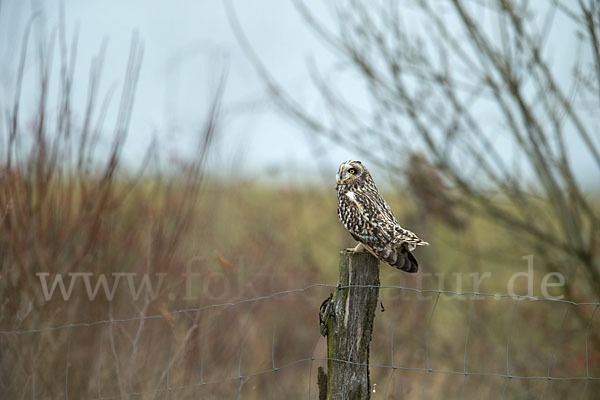 Sumpfohreule (Asio flammeus)