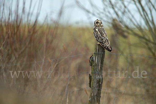 Sumpfohreule (Asio flammeus)