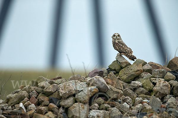 Sumpfohreule (Asio flammeus)