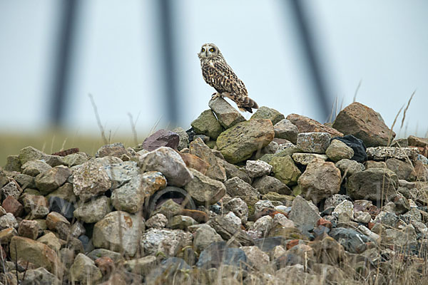 Sumpfohreule (Asio flammeus)