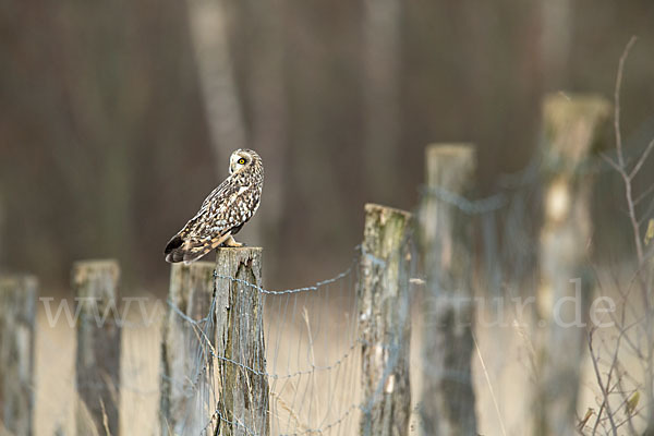 Sumpfohreule (Asio flammeus)