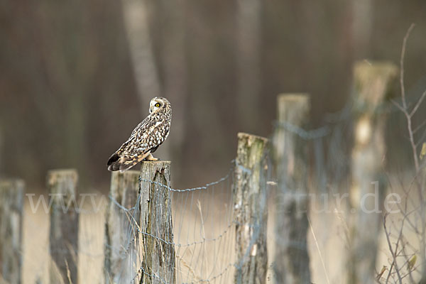 Sumpfohreule (Asio flammeus)