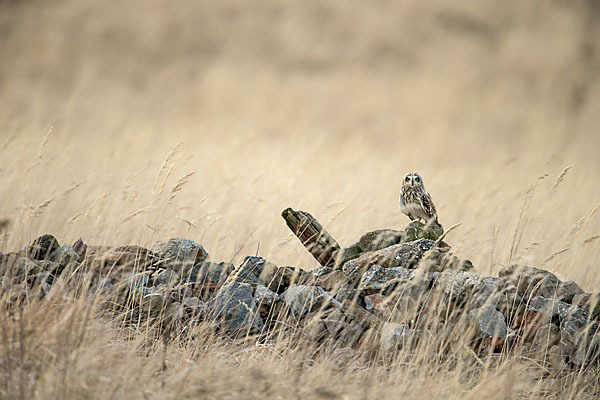 Sumpfohreule (Asio flammeus)