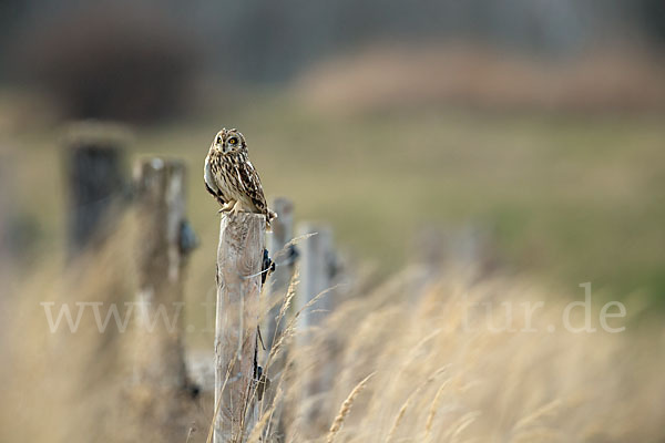 Sumpfohreule (Asio flammeus)