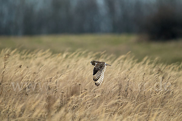 Sumpfohreule (Asio flammeus)