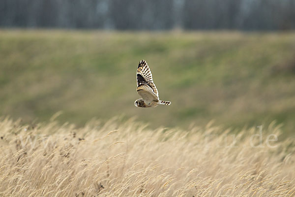 Sumpfohreule (Asio flammeus)