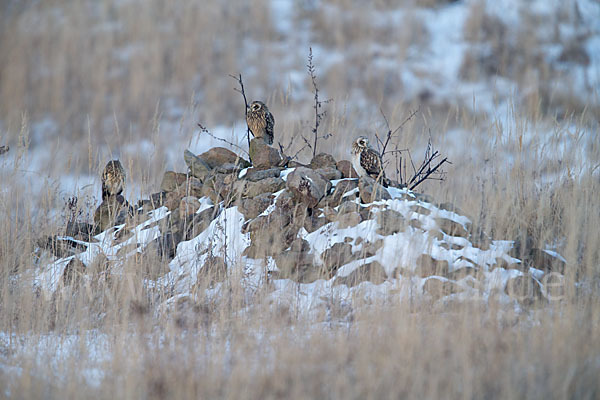 Sumpfohreule (Asio flammeus)