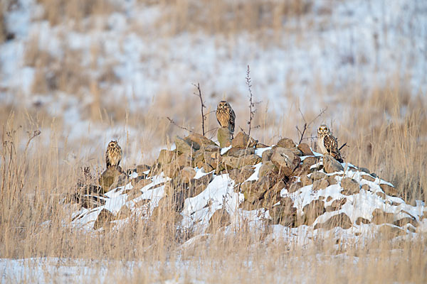 Sumpfohreule (Asio flammeus)