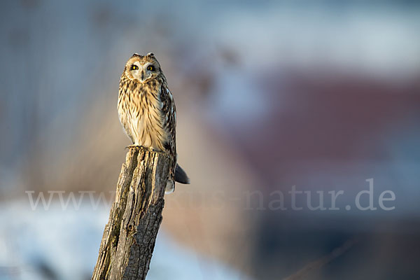 Sumpfohreule (Asio flammeus)