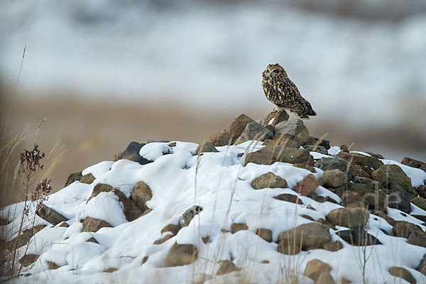 Sumpfohreule (Asio flammeus)