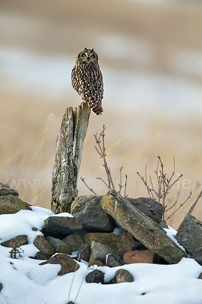 Sumpfohreule (Asio flammeus)