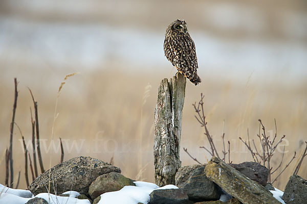 Sumpfohreule (Asio flammeus)