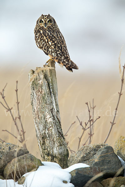 Sumpfohreule (Asio flammeus)